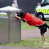 狗狗對不銹鋼垃圾桶的誘惑